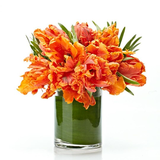 Parrot Tulips